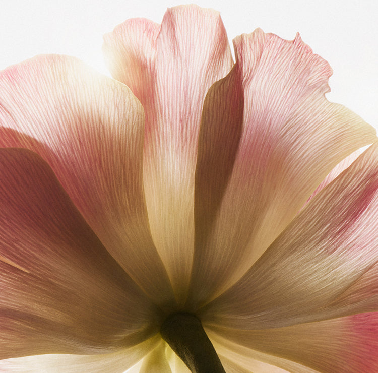 A close-up image of soft, delicate flower petals in shades of blush pink and cream, showcasing fine textures and natural curves. The image evokes elegance and a sense of calm, making it ideal for skincare or beauty branding.