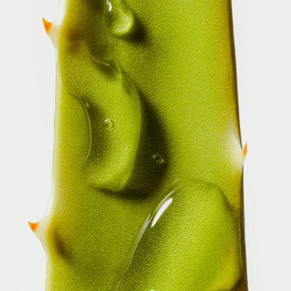 Aloe Plant Ingredient