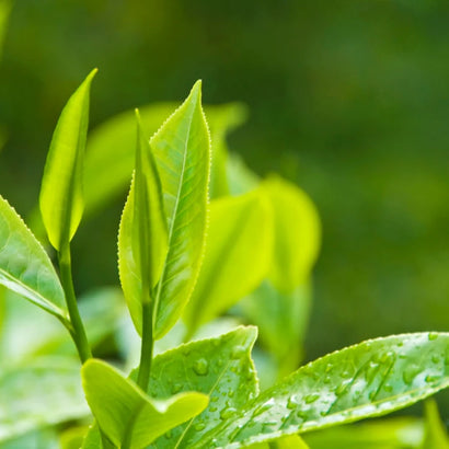 body oil ingredient green tea oil