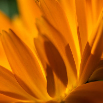 Calendula Ingredient