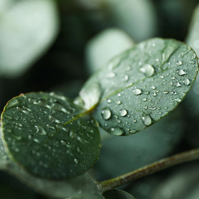eucalyptus ingredient