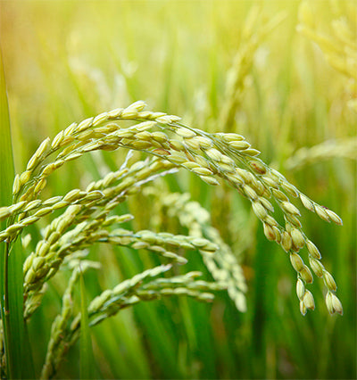 Vitamin C Ingredient Ferulic Acid