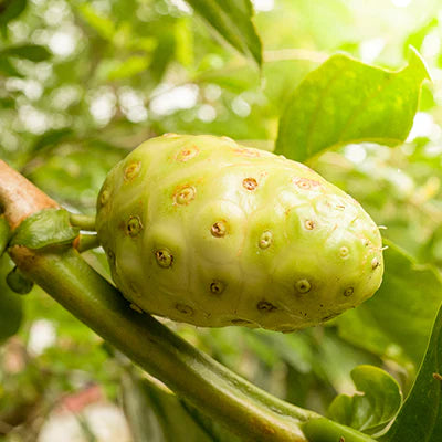 fruit ingredient green