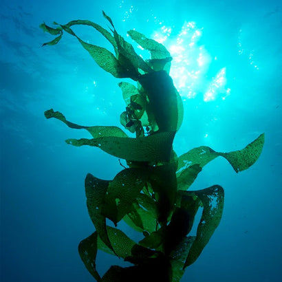 peptide ingredient blue algae ocean