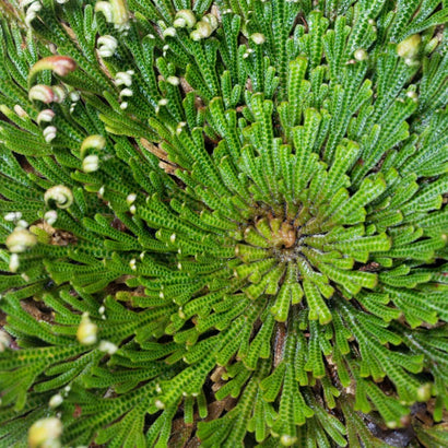 Resurrection Plant Ingredient Image