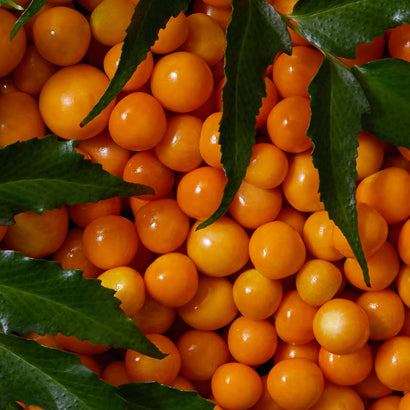 The image displays a collection of vibrant orange sea buckthorn berries, glistening as if freshly washed. The berries are closely packed together, creating a rich, textured surface. Green leaves with jagged edges are scattered across the berries, adding a contrast of natural green to the warm orange tones. The overall composition emphasizes the freshness and natural beauty of the sea buckthorn berries.