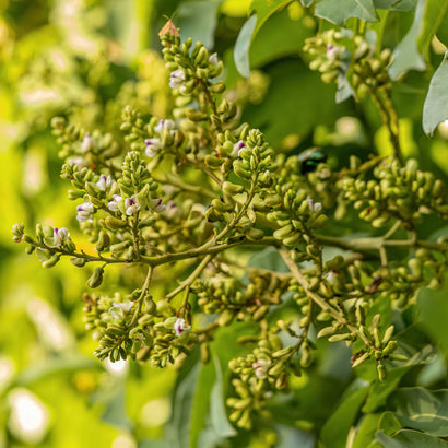 Tonka bean ingredient